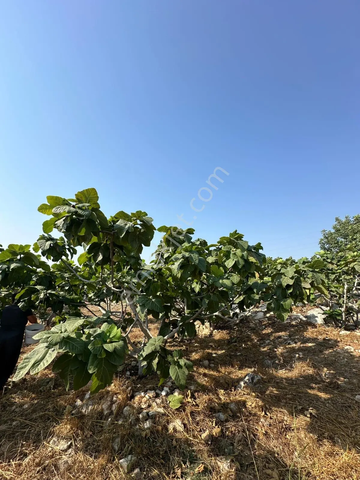 Mersin Tarsus Hacıhamzalı 4028m2 Tek Tapu 200 İncir Bahçesi Tel Örgü Çevrili Elk Su Yanında — fotoğraf 4