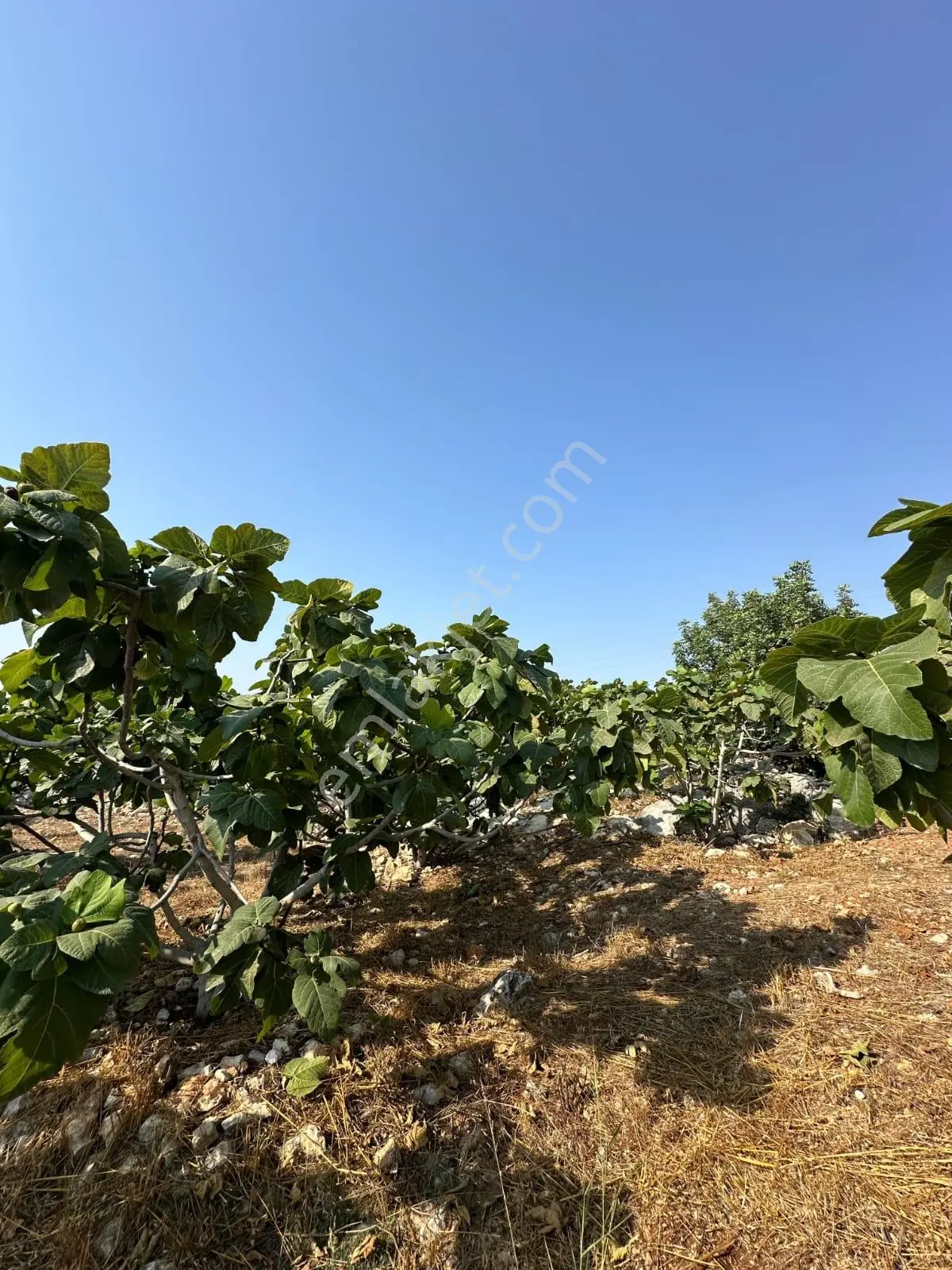 Mersin Tarsus Hacıhamzalı 4028m2 Tek Tapu 200 İncir Bahçesi Tel Örgü Çevrili Elk Su Yanında — fotoğraf 6