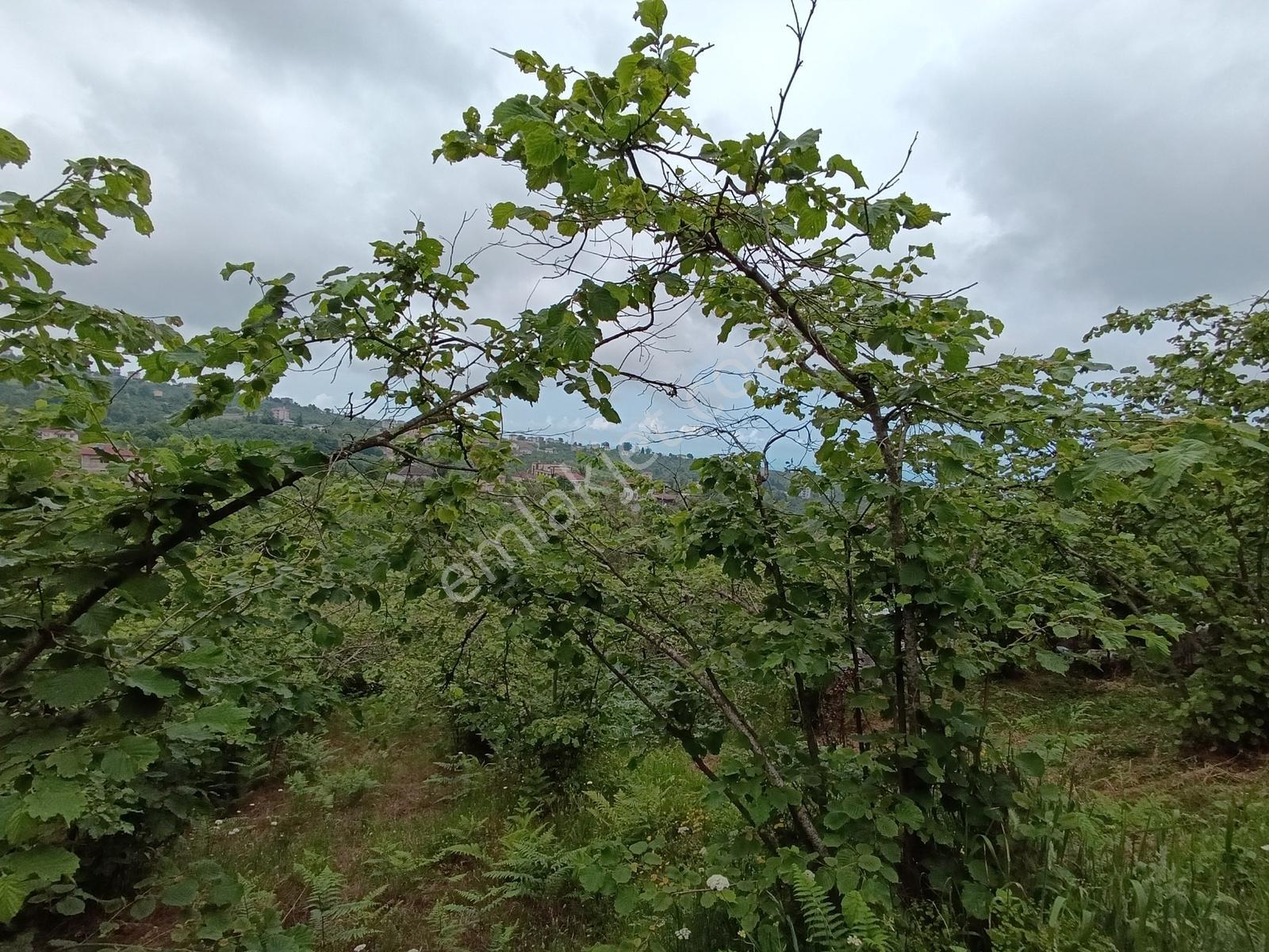 Kavala Mahallesinde Satılık 3.550 M² Villalık Arsa — fotoğraf 6