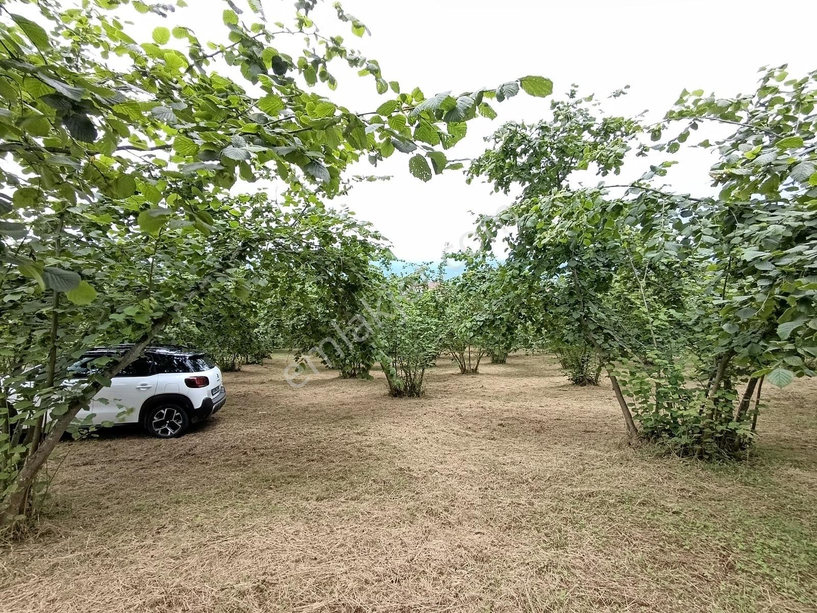 Trabzon Ortahisar Tos Mahallesinde Satılık 6.150 M² Yatırımlık — fotoğraf 10