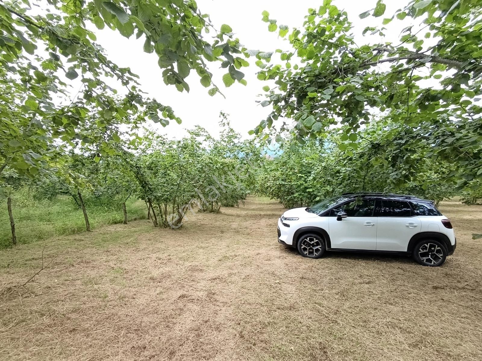 Trabzon Ortahisar Tos Mahallesinde Satılık 6.150 M² Yatırımlık — fotoğraf 12