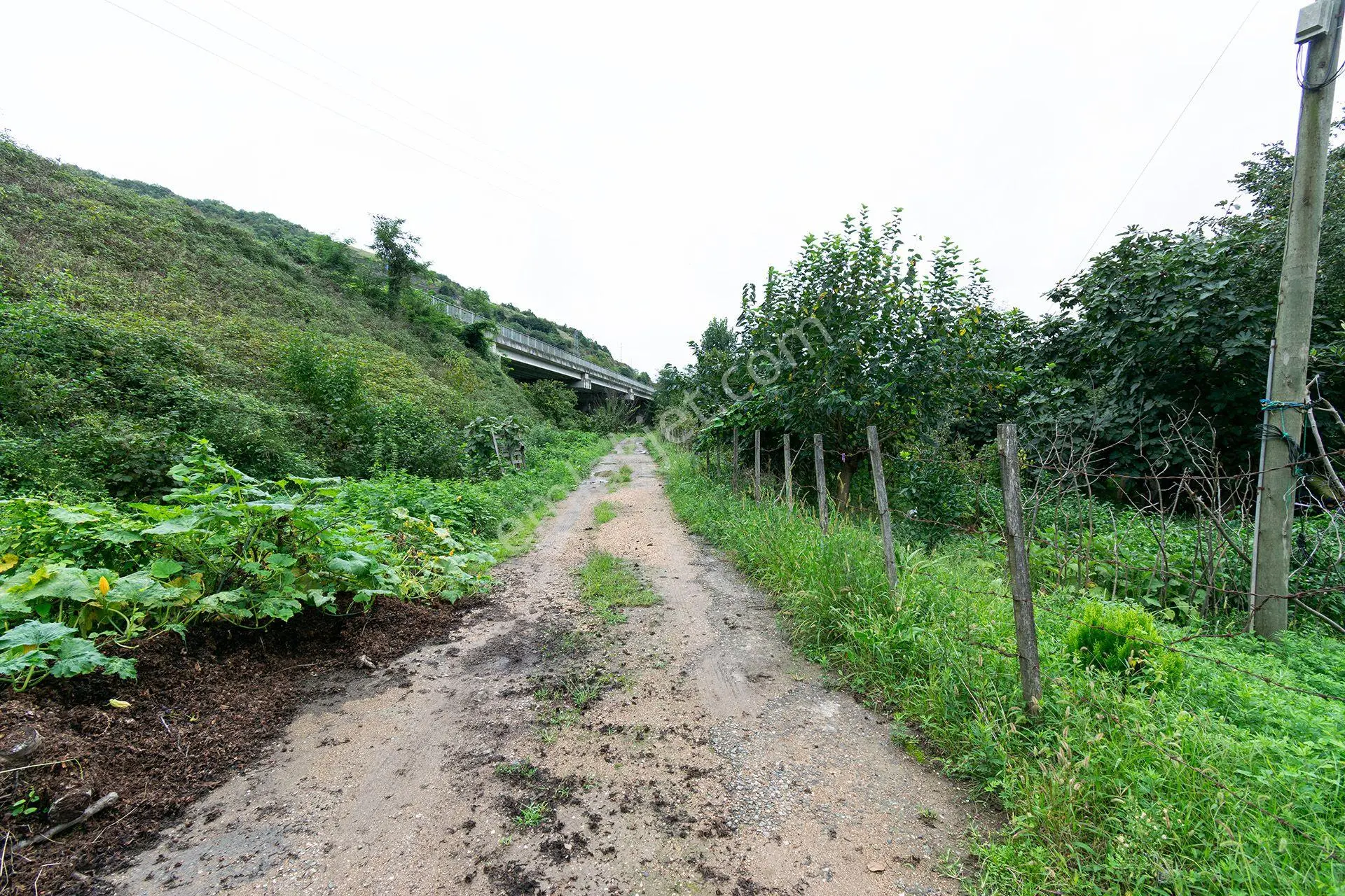 Ordu Kurtulmuş Mah. 500 M² Satılık Fındık Bahçesi Arazi Kadastral Yola Cepheli — fotoğraf 2