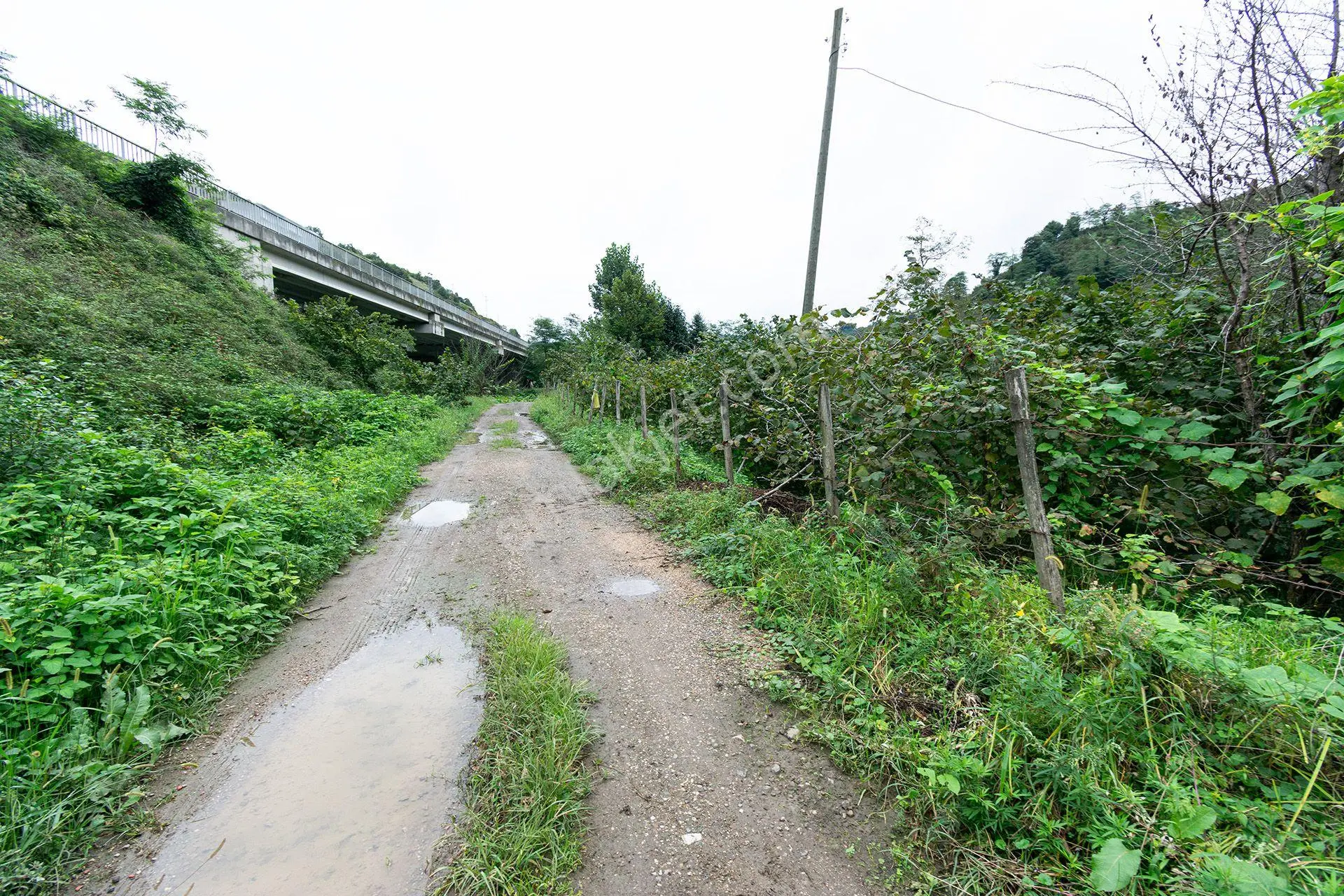 Ordu Kurtulmuş Mah. 500 M² Satılık Fındık Bahçesi Arazi Kadastral Yola Cepheli — fotoğraf 4