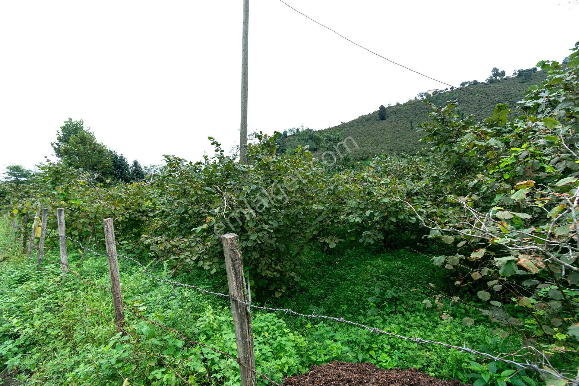 Ordu Kurtulmuş Mah. 500 M² Satılık Fındık Bahçesi Arazi Kadastral Yola Cepheli — fotoğraf 5