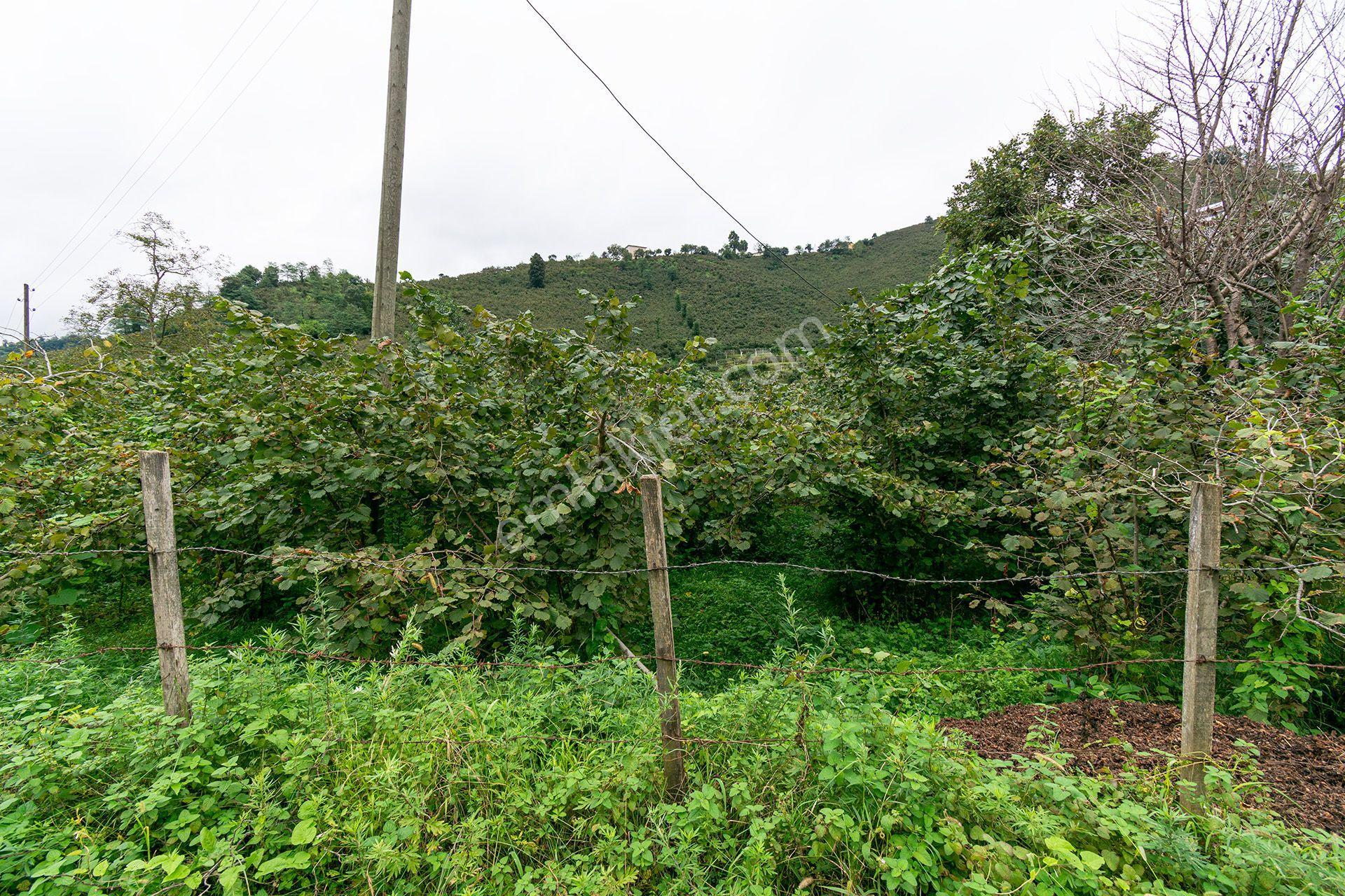 Ordu Kurtulmuş Mah. 500 M² Satılık Fındık Bahçesi Arazi Kadastral Yola Cepheli — fotoğraf 6