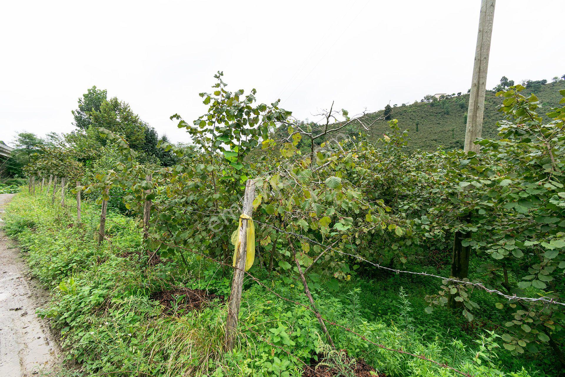 Ordu Kurtulmuş Mah. 500 M² Satılık Fındık Bahçesi Arazi Kadastral Yola Cepheli — fotoğraf 8