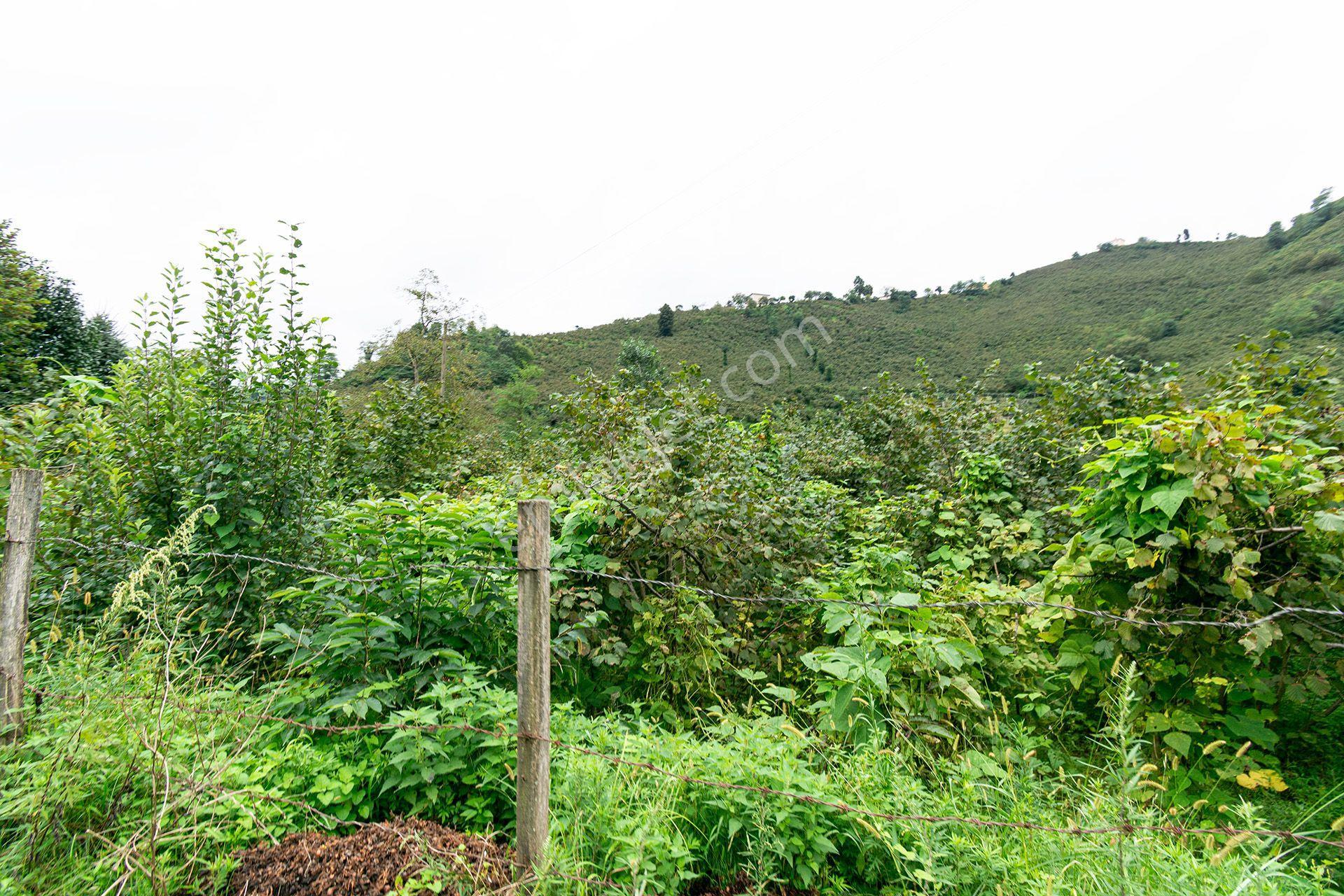 Ordu Kurtulmuş Mah. 500 M² Satılık Fındık Bahçesi Arazi Kadastral Yola Cepheli — fotoğraf 10
