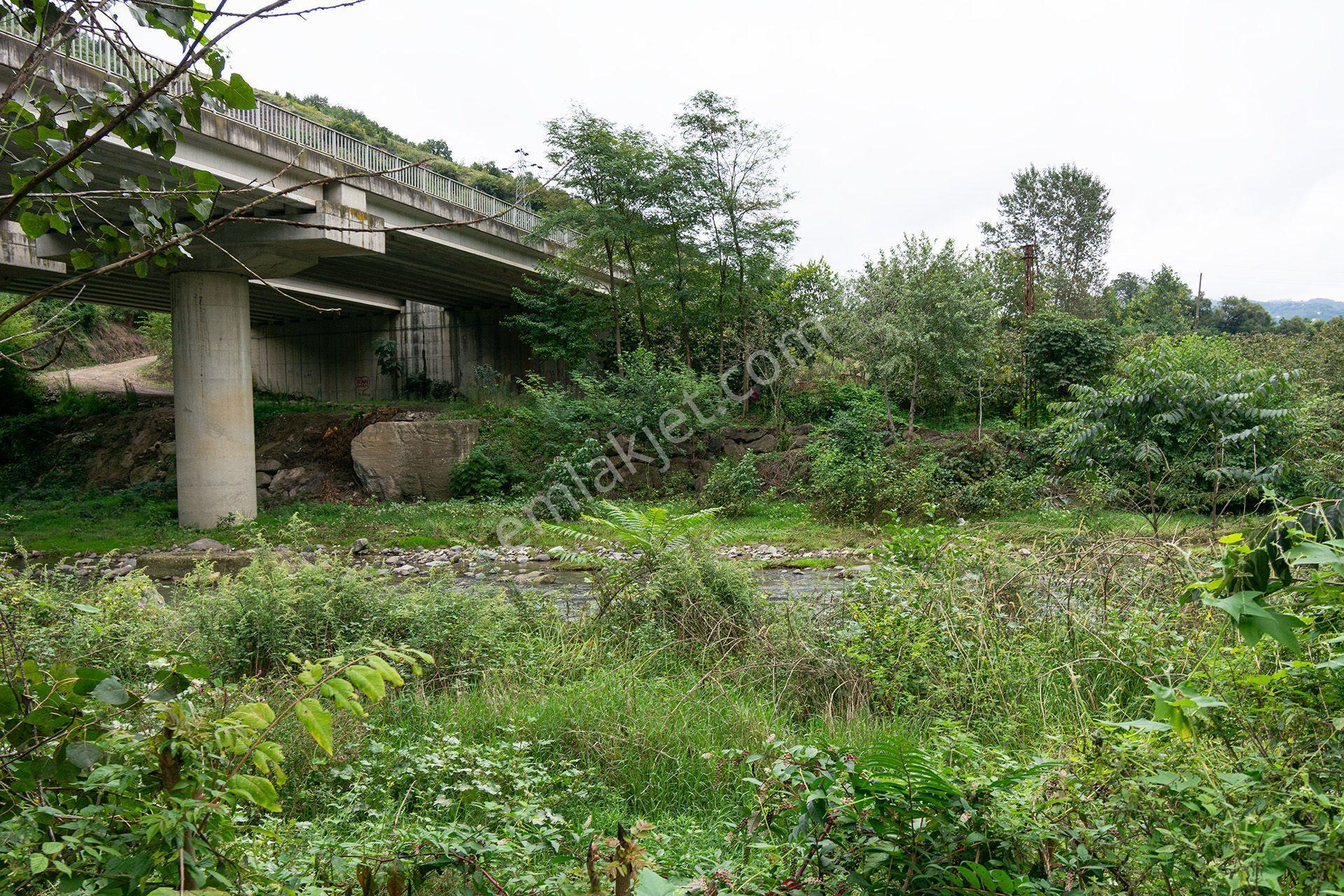 Ordu Kurtulmuş Mah. 500 M² Satılık Fındık Bahçesi Arazi Kadastral Yola Cepheli — fotoğraf 15