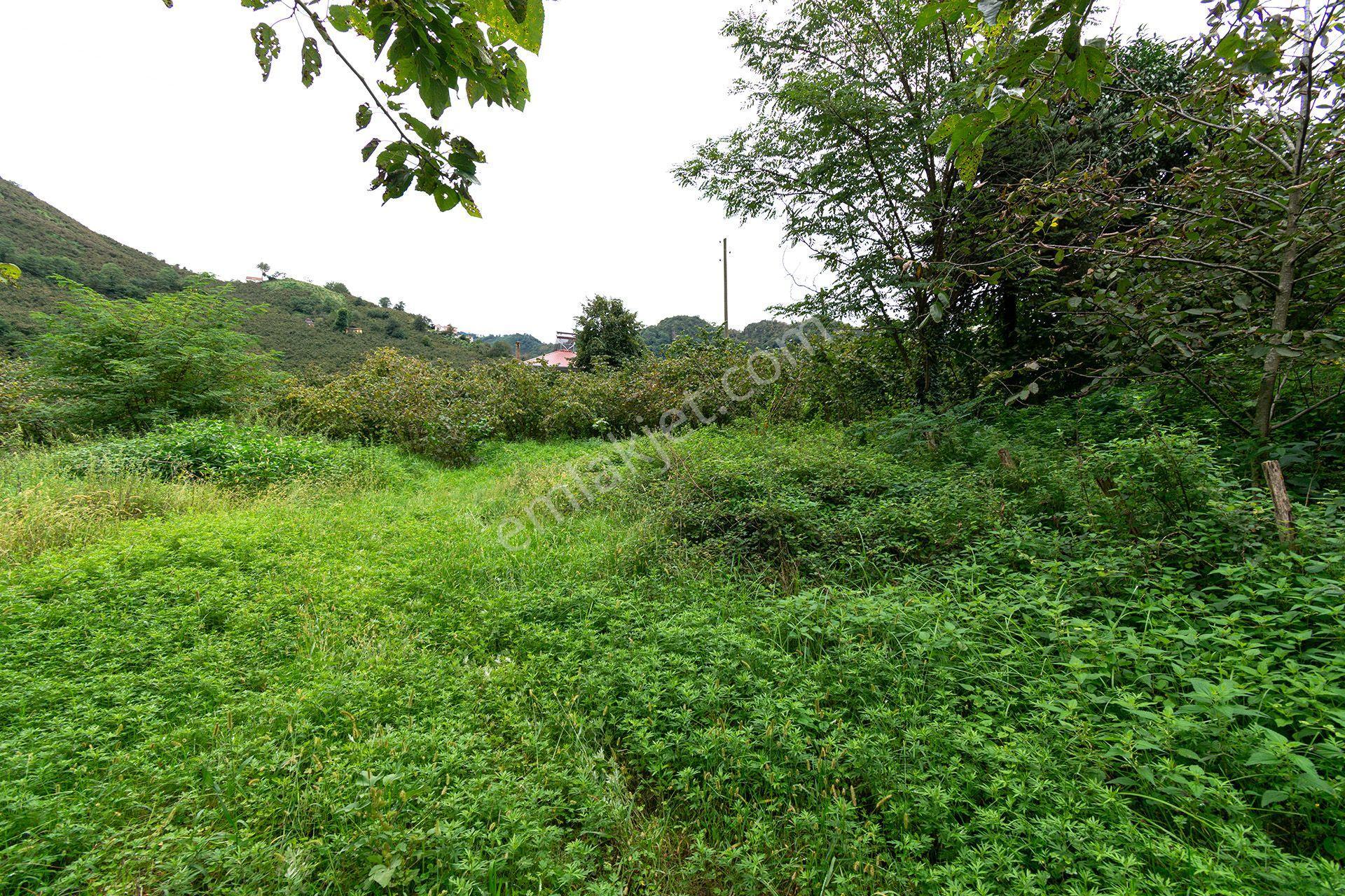 Ordu Kurtulmuş Mah. 500 M² Satılık Fındık Bahçesi Arazi Kadastral Yola Cepheli — fotoğraf 16