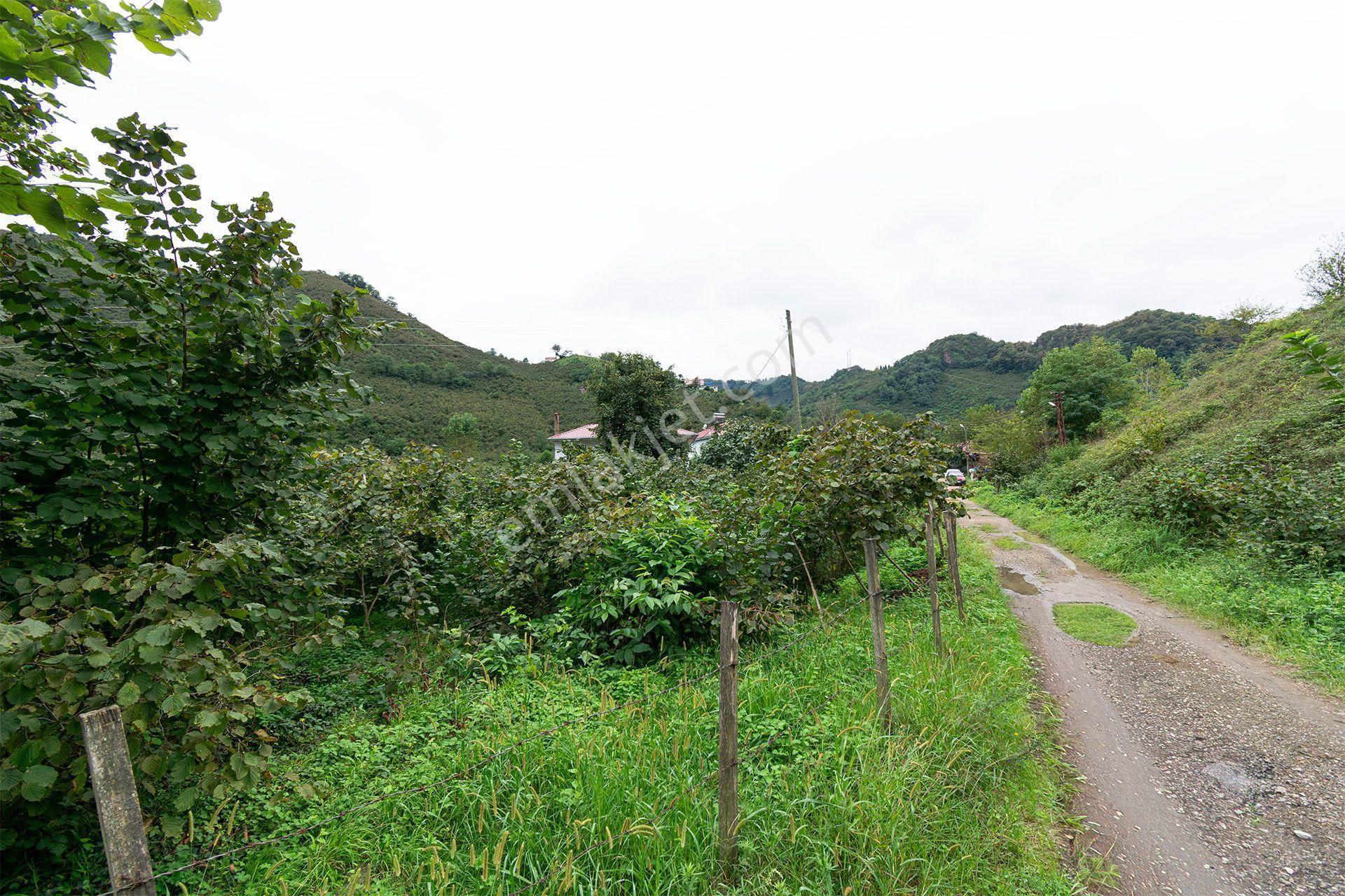 Ordu Kurtulmuş Mah. 500 M² Satılık Fındık Bahçesi Arazi Kadastral Yola Cepheli — fotoğraf 18