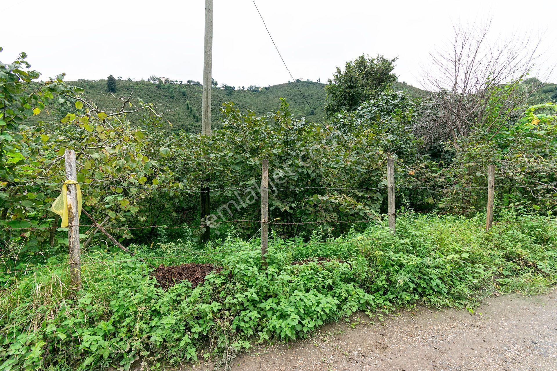 Ordu Kurtulmuş Mah. 500 M² Satılık Fındık Bahçesi Arazi Kadastral Yola Cepheli — fotoğraf 22