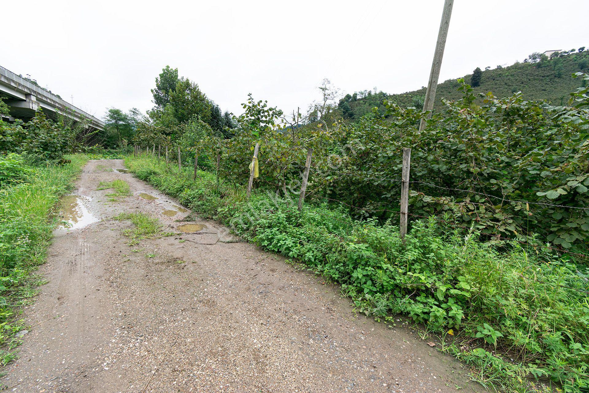 Ordu Kurtulmuş Mah. 500 M² Satılık Fındık Bahçesi Arazi Kadastral Yola Cepheli — fotoğraf 23