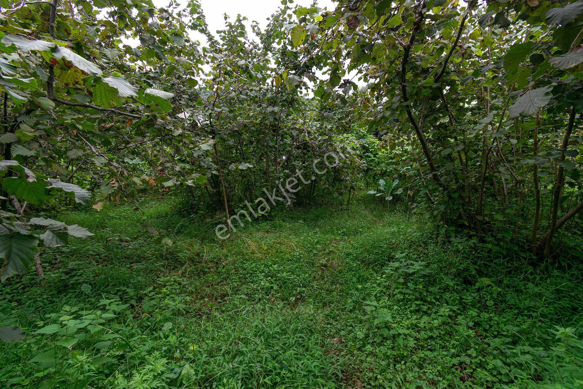 Ordu Kurtulmuş Mah. 500 M² Satılık Fındık Bahçesi Arazi Kadastral Yola Cepheli — fotoğraf 32