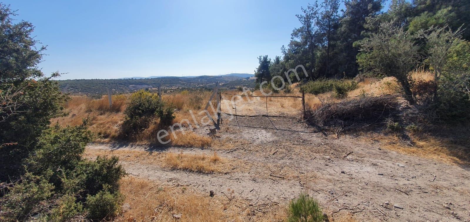 Armağanlarda 97.400 M² | 2.000 Zeytin Ağacı | Yatırımlık — fotoğraf 2