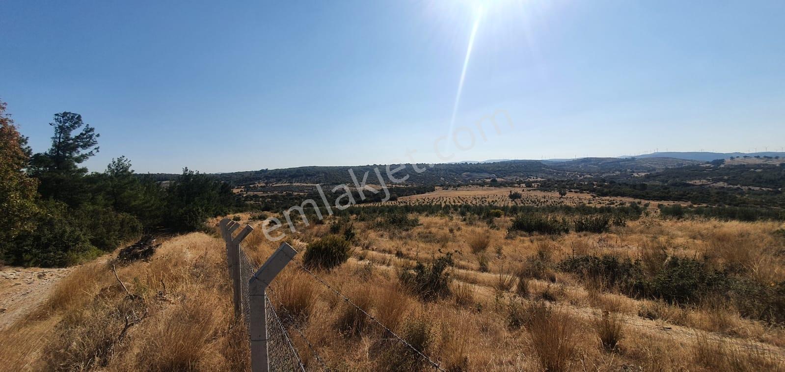 Armağanlarda 97.400 M² | 2.000 Zeytin Ağacı | Yatırımlık — fotoğraf 3