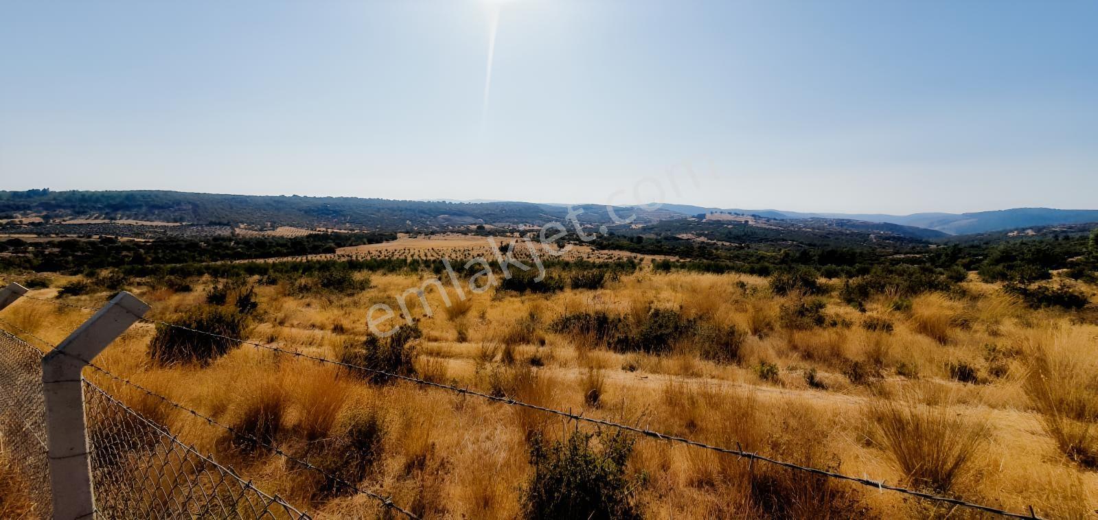 Armağanlarda 97.400 M² | 2.000 Zeytin Ağacı | Yatırımlık — fotoğraf 4
