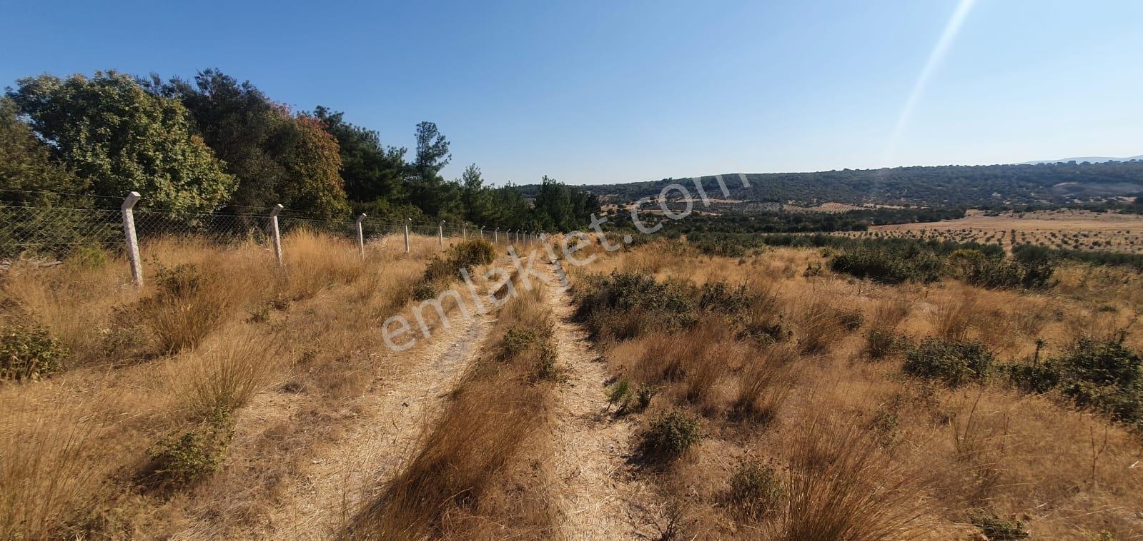 Armağanlarda 97.400 M² | 2.000 Zeytin Ağacı | Yatırımlık — fotoğraf 5