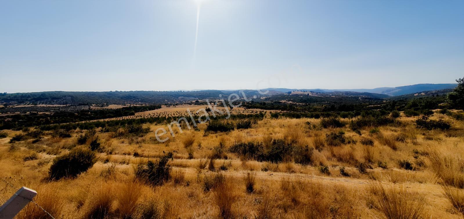 Armağanlarda 97.400 M² | 2.000 Zeytin Ağacı | Yatırımlık — fotoğraf 6
