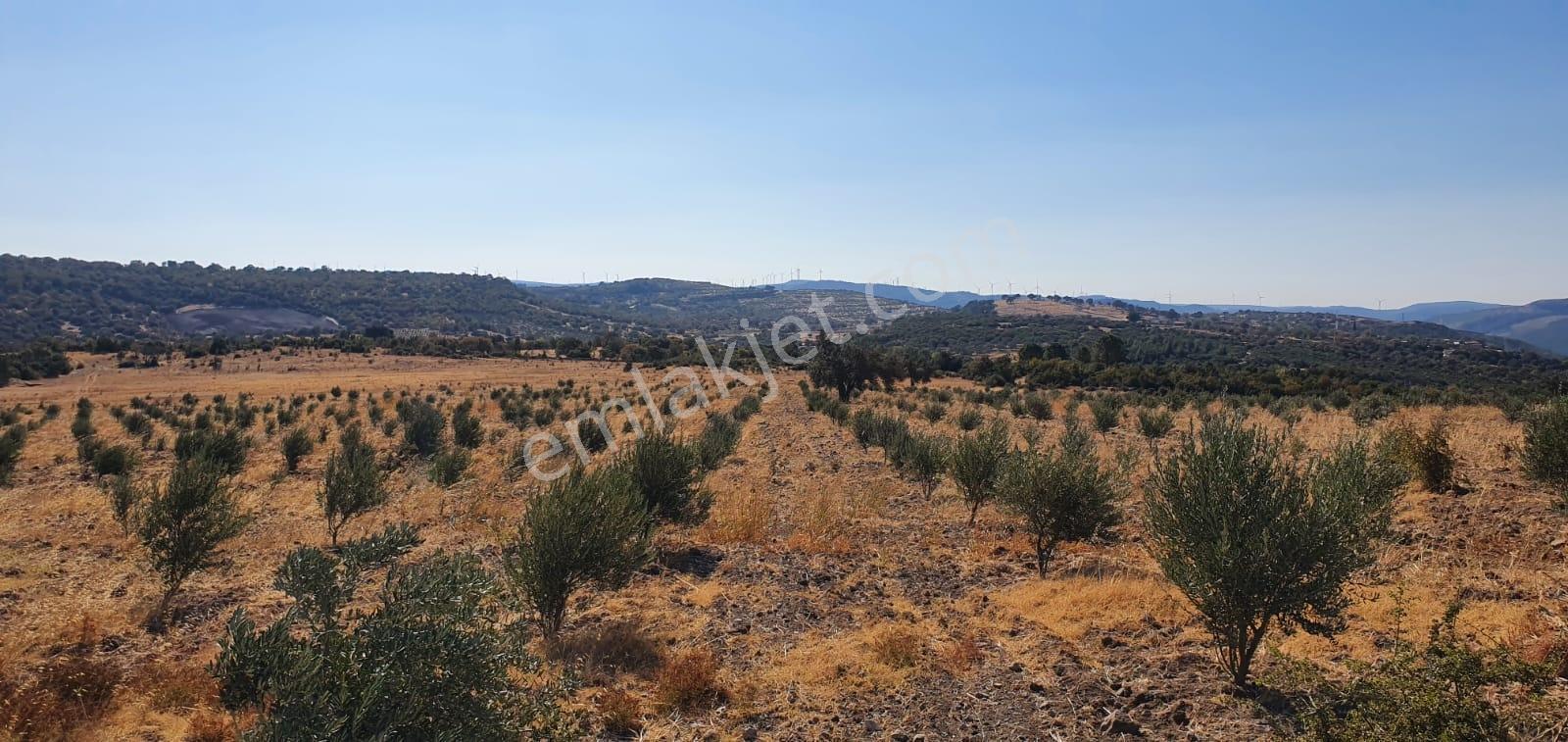 Armağanlarda 97.400 M² | 2.000 Zeytin Ağacı | Yatırımlık — fotoğraf 7