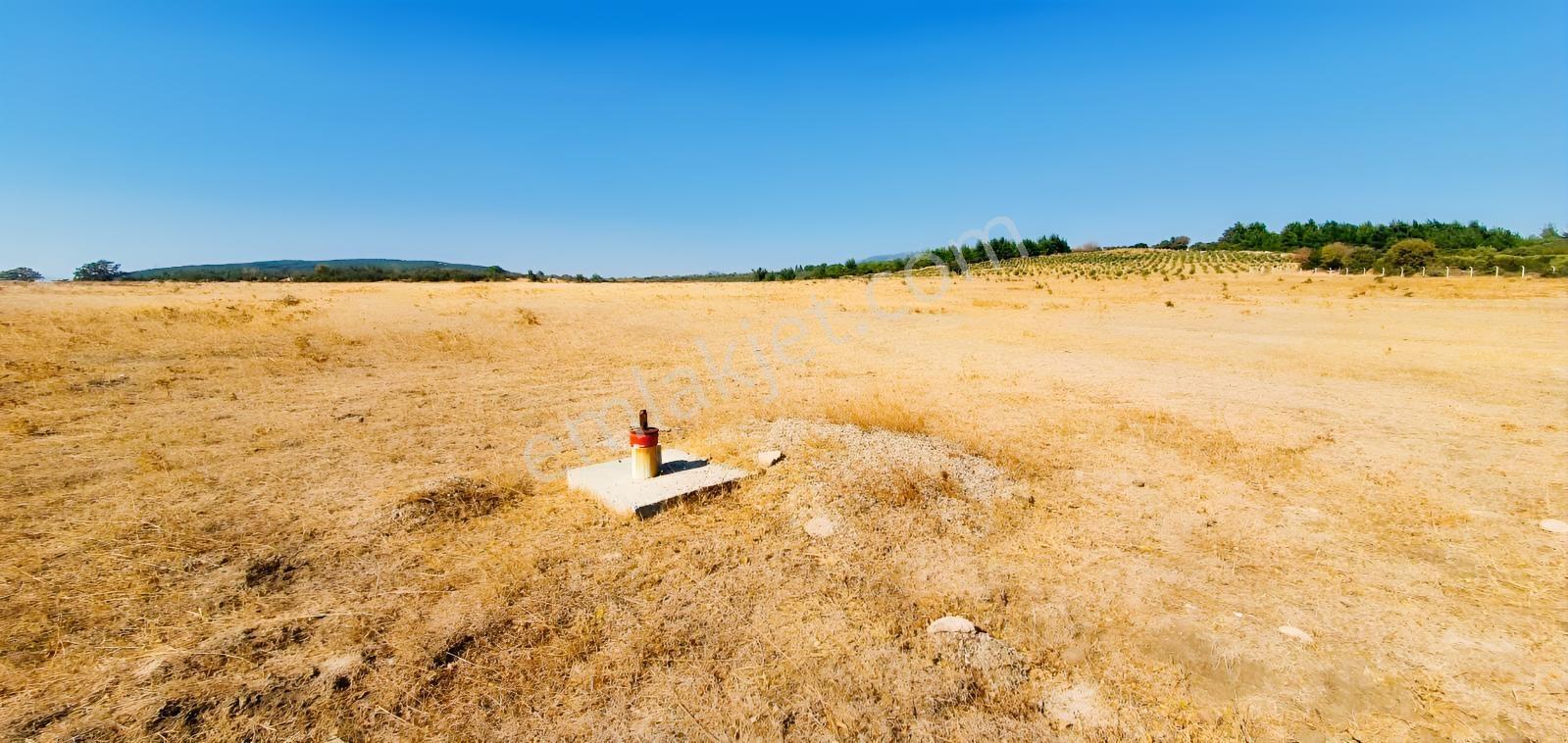 Armağanlarda 97.400 M² | 2.000 Zeytin Ağacı | Yatırımlık — fotoğraf 8
