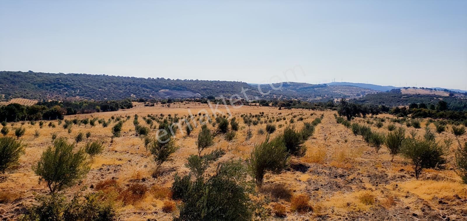 Armağanlarda 97.400 M² | 2.000 Zeytin Ağacı | Yatırımlık — fotoğraf 9
