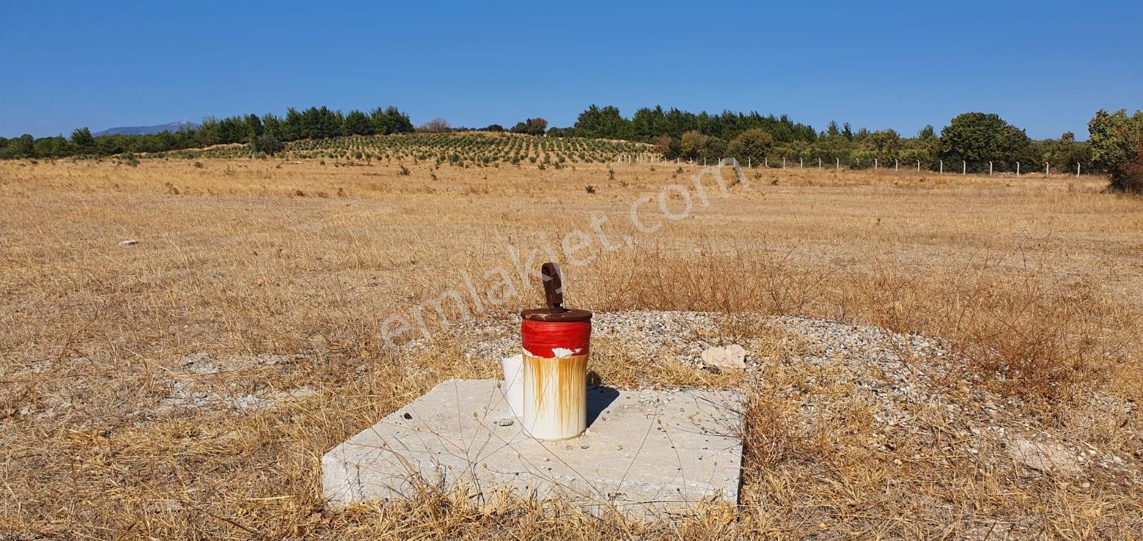 Armağanlarda 97.400 M² | 2.000 Zeytin Ağacı | Yatırımlık — fotoğraf 10