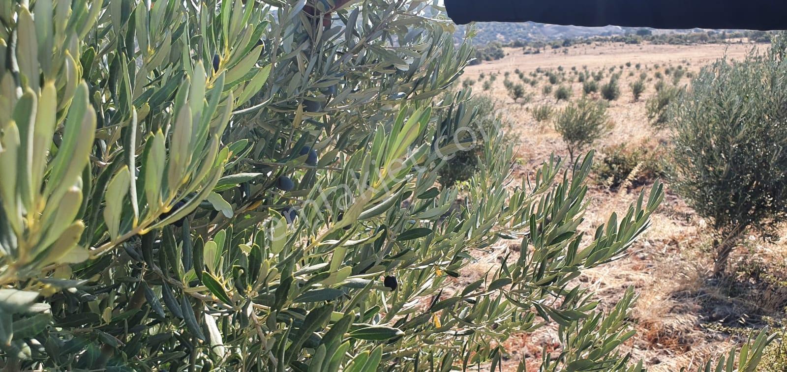 Armağanlarda 97.400 M² | 2.000 Zeytin Ağacı | Yatırımlık — fotoğraf 11