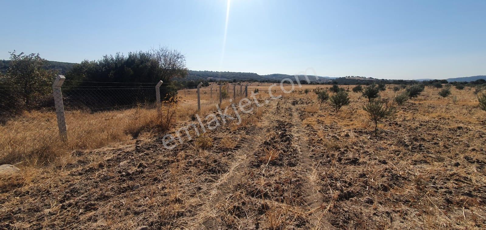 Armağanlarda 97.400 M² | 2.000 Zeytin Ağacı | Yatırımlık — fotoğraf 13