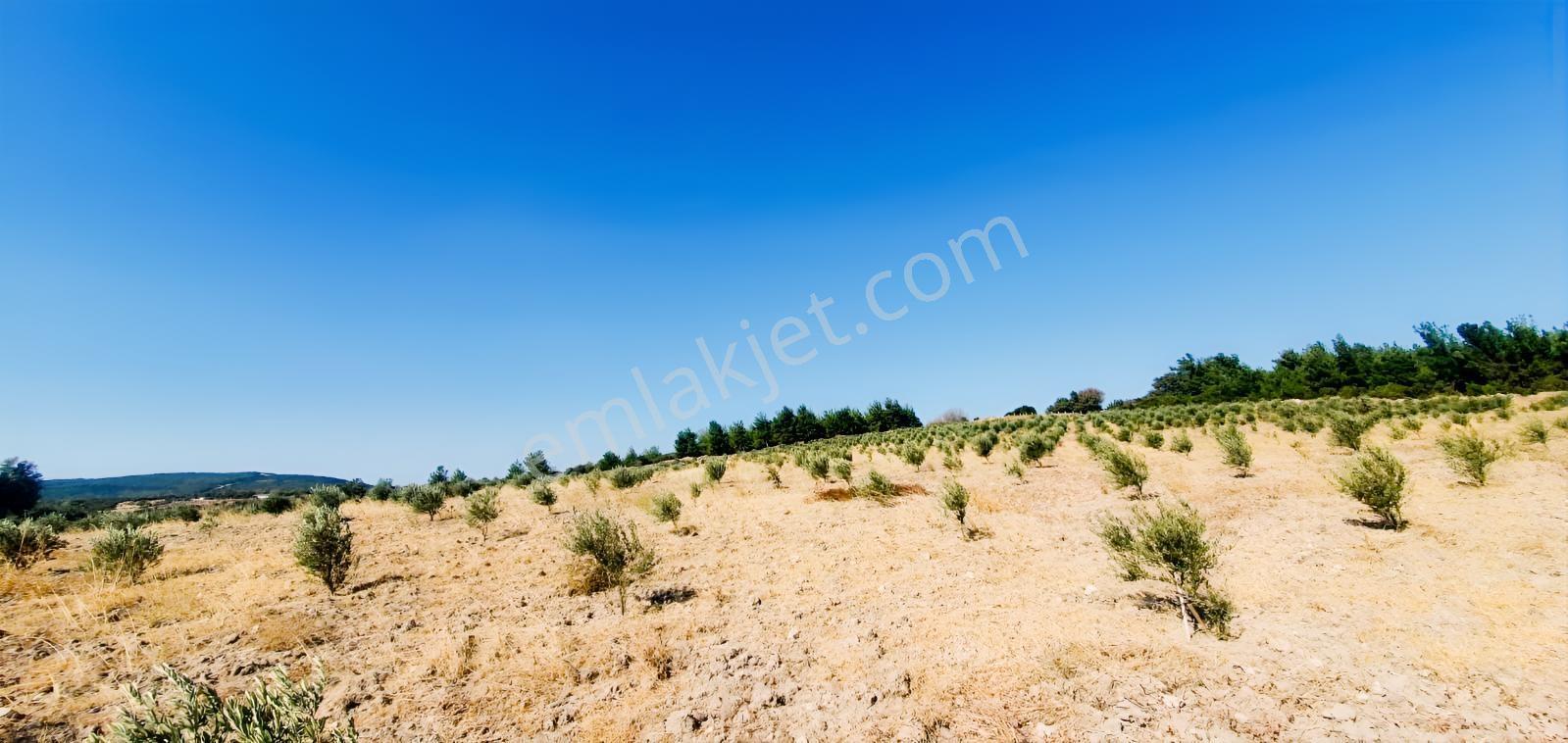 Armağanlarda 97.400 M² | 2.000 Zeytin Ağacı | Yatırımlık — fotoğraf 14