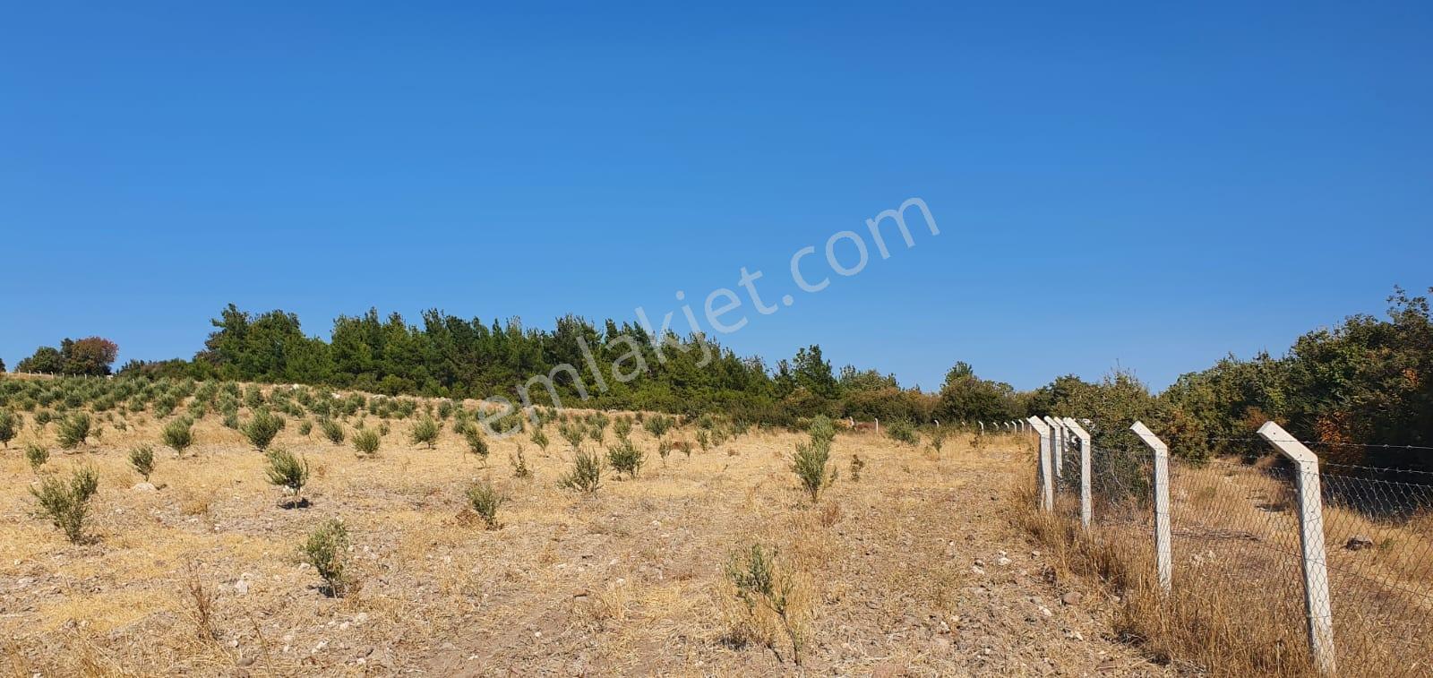 Armağanlarda 97.400 M² | 2.000 Zeytin Ağacı | Yatırımlık — fotoğraf 15