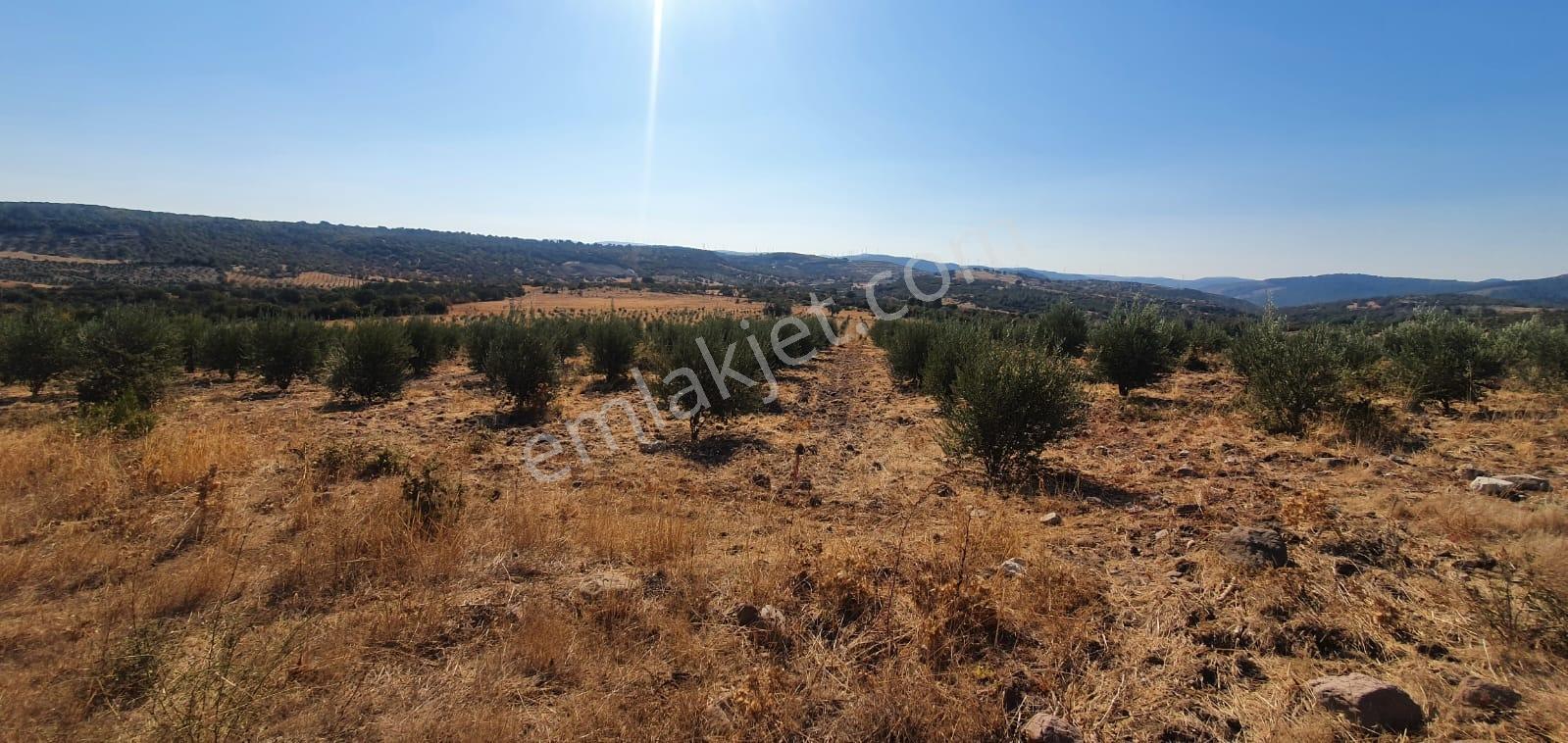 Armağanlarda 97.400 M² | 2.000 Zeytin Ağacı | Yatırımlık — fotoğraf 16