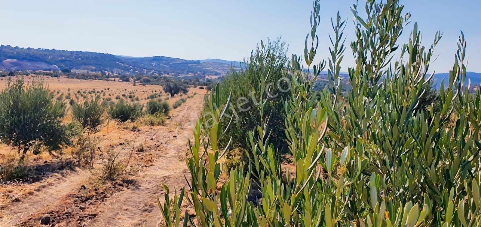 Armağanlarda 97.400 M² | 2.000 Zeytin Ağacı | Yatırımlık — fotoğraf 17