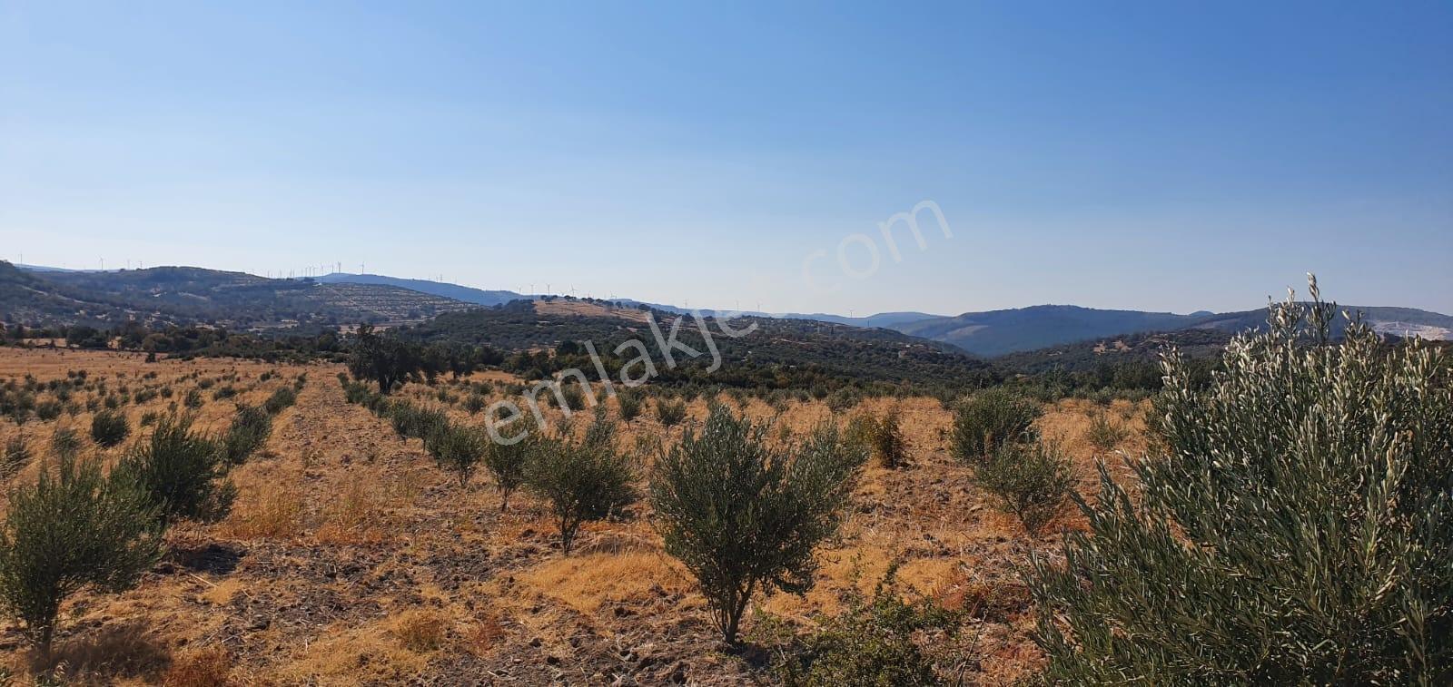 Armağanlarda 97.400 M² | 2.000 Zeytin Ağacı | Yatırımlık — fotoğraf 19