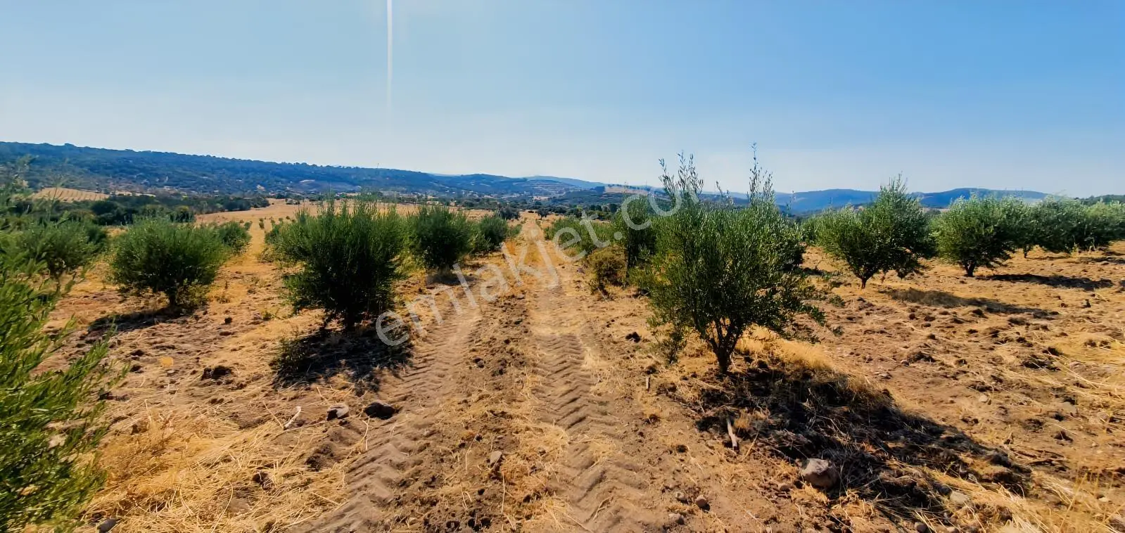 Armağanlarda 97.400 M² | 2.000 Zeytin Ağacı | Yatırımlık — fotoğraf 20