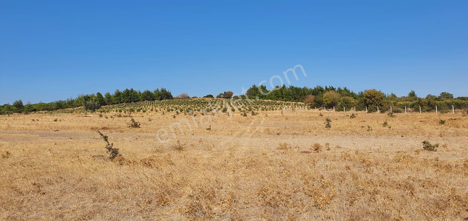 Armağanlarda 97.400 M² | 2.000 Zeytin Ağacı | Yatırımlık — fotoğraf 21
