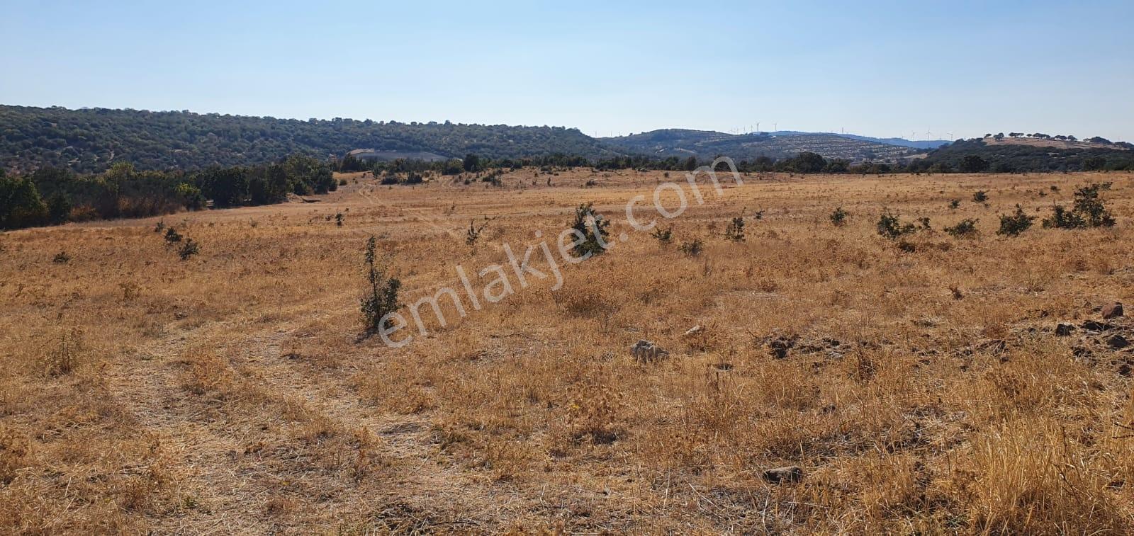 Armağanlarda 97.400 M² | 2.000 Zeytin Ağacı | Yatırımlık — fotoğraf 22