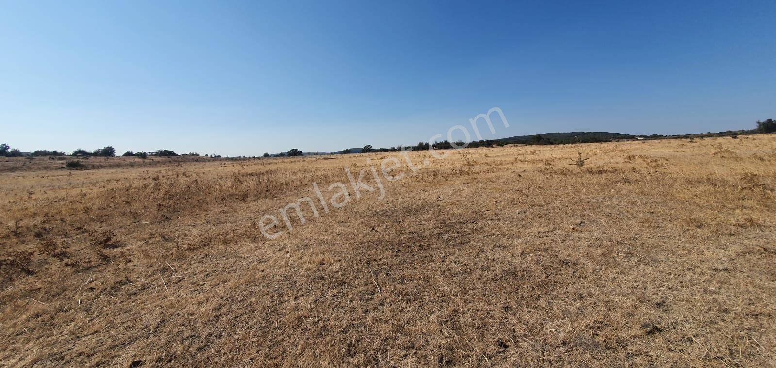Armağanlarda 97.400 M² | 2.000 Zeytin Ağacı | Yatırımlık — fotoğraf 24