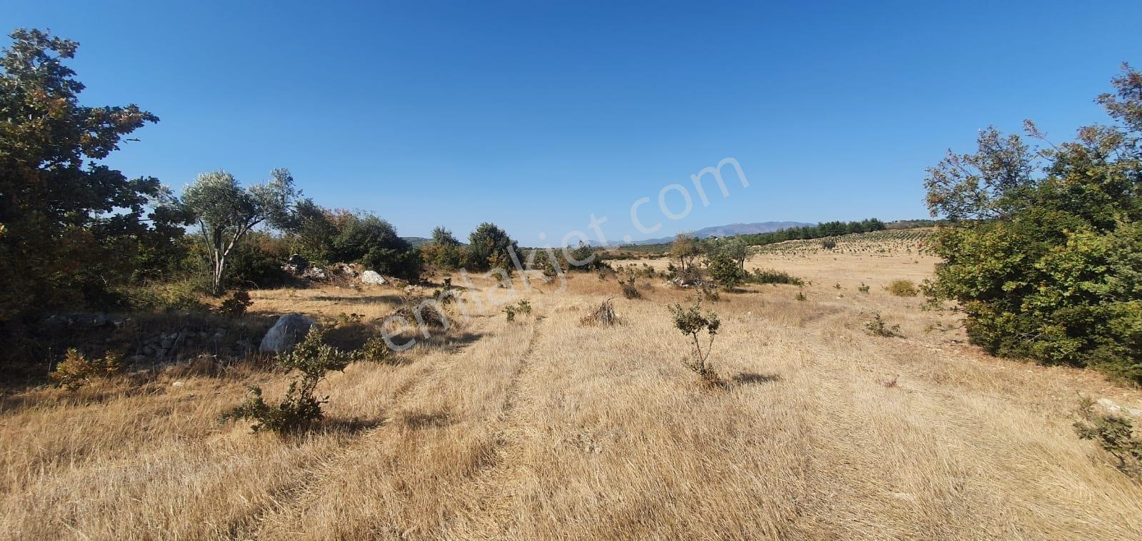 Armağanlarda 97.400 M² | 2.000 Zeytin Ağacı | Yatırımlık — fotoğraf 26