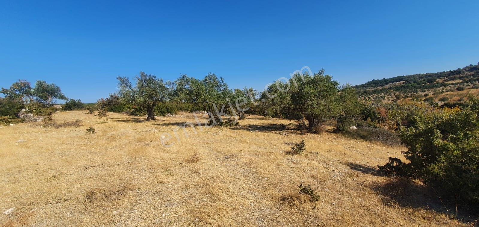 Armağanlarda 97.400 M² | 2.000 Zeytin Ağacı | Yatırımlık — fotoğraf 27