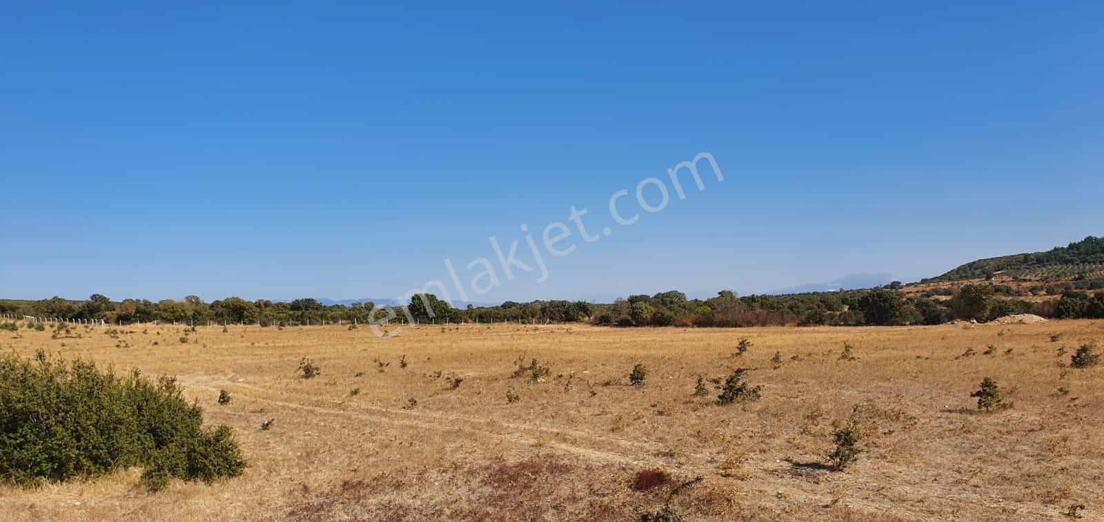 Armağanlarda 97.400 M² | 2.000 Zeytin Ağacı | Yatırımlık — fotoğraf 28