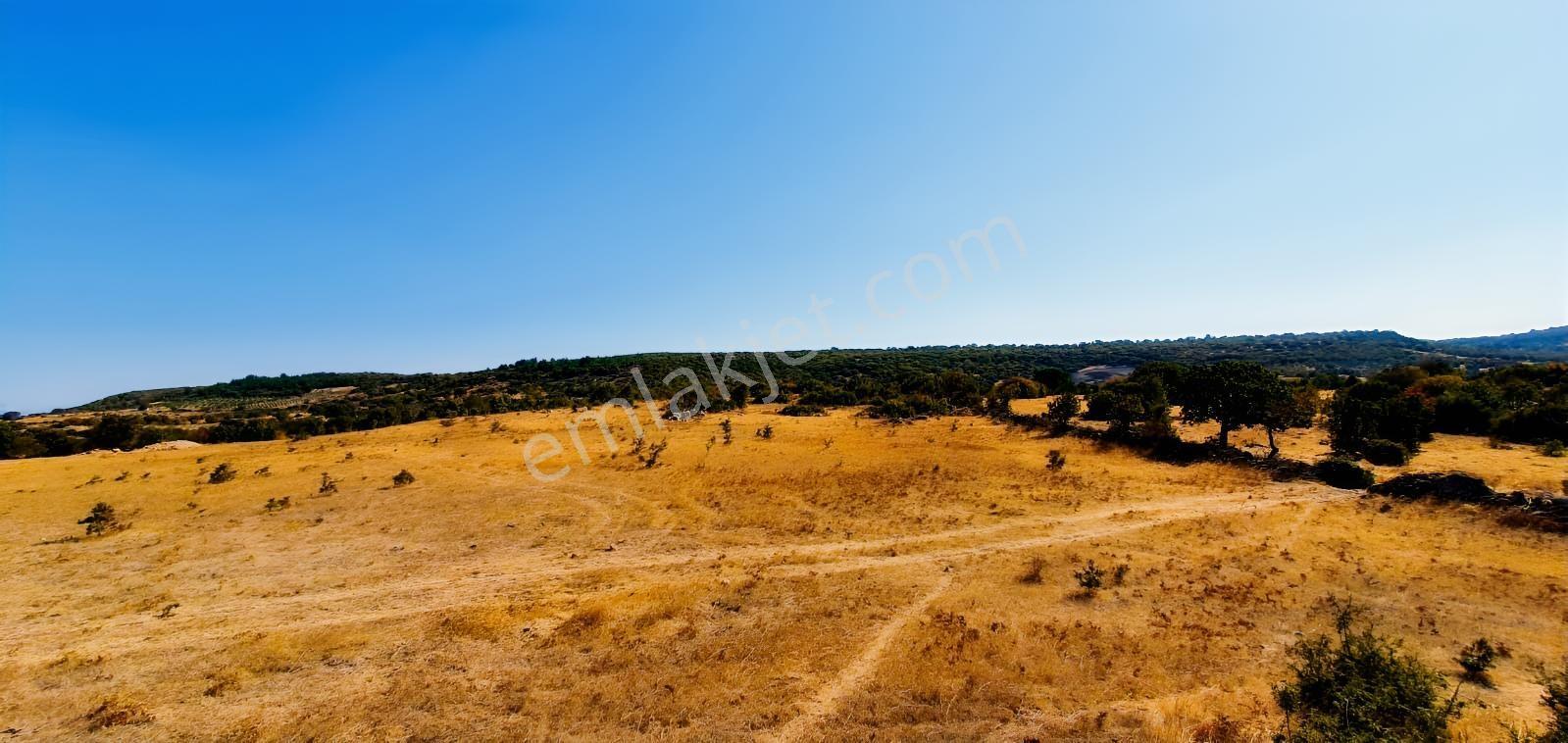 Armağanlarda 97.400 M² | 2.000 Zeytin Ağacı | Yatırımlık — fotoğraf 29