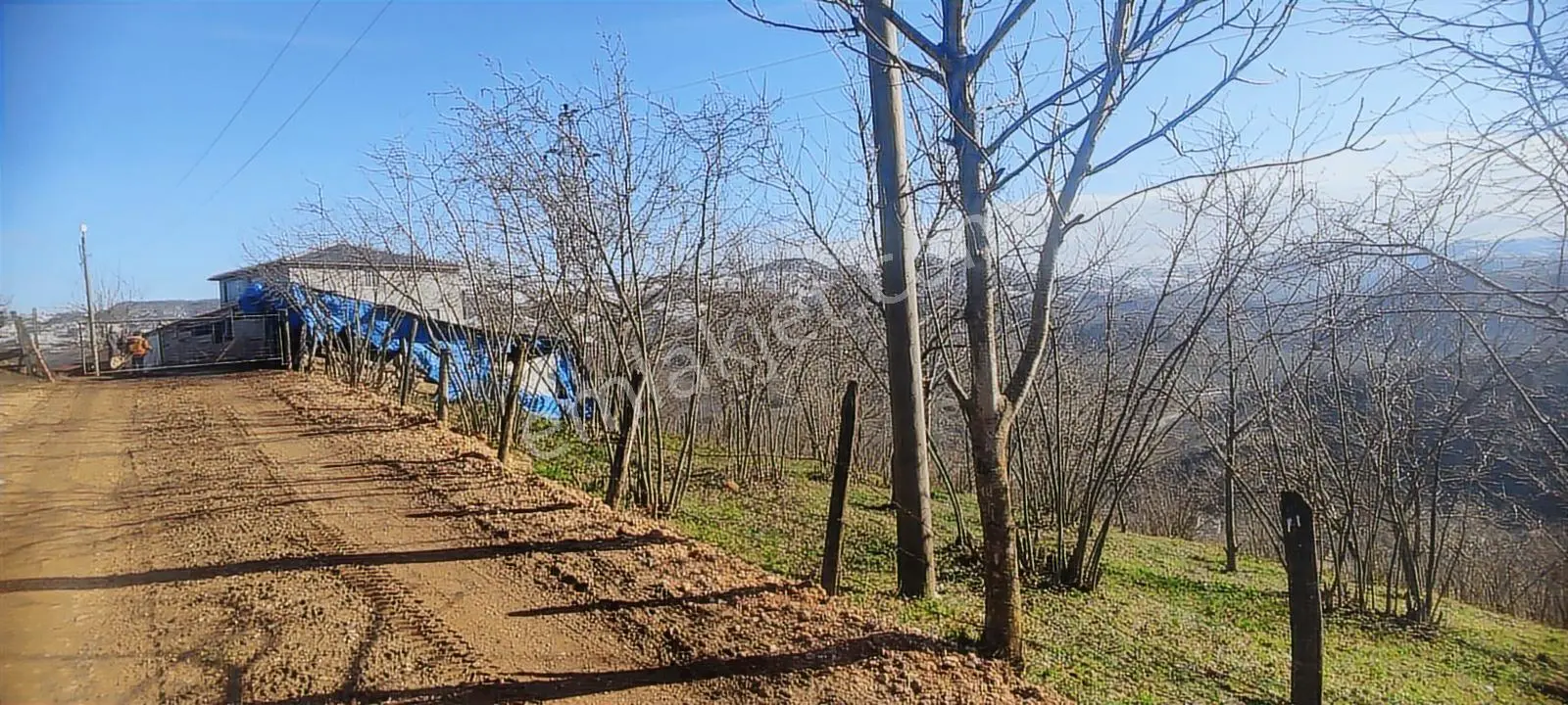 Fatsa Oluklu'da 7 Dönüm Satılık Fındık Bahçesi — fotoğraf 2