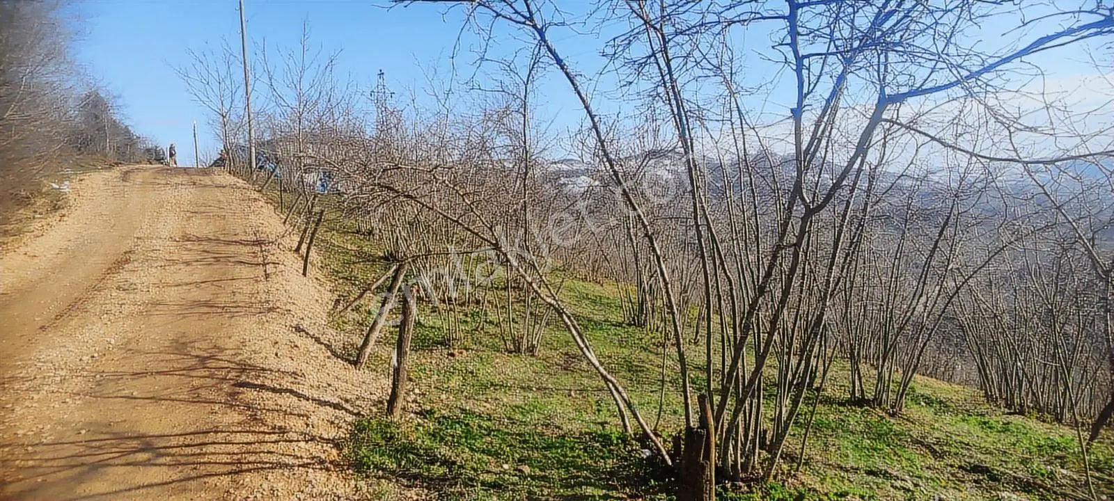 Fatsa Oluklu'da 7 Dönüm Satılık Fındık Bahçesi — fotoğraf 3