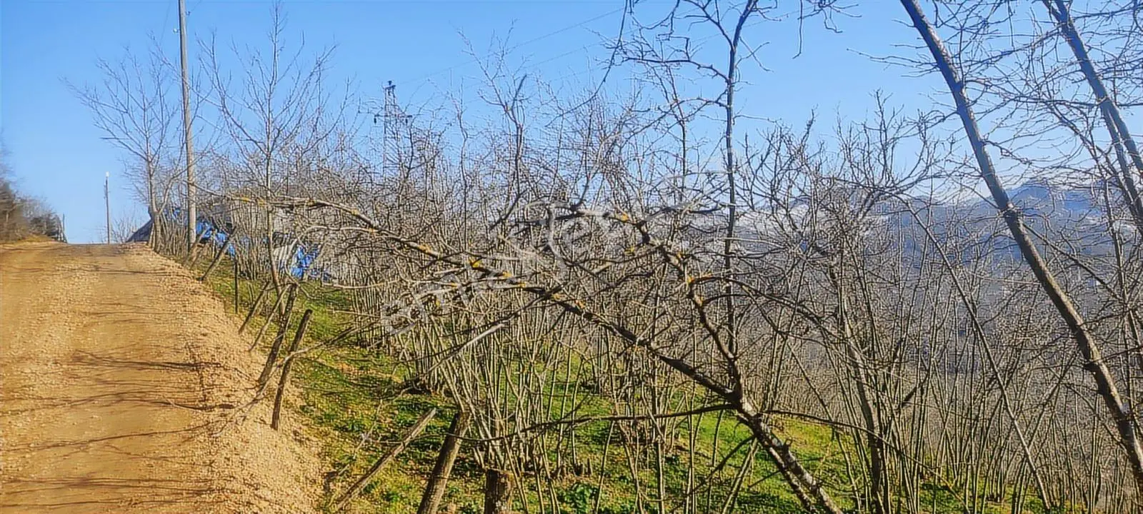Fatsa Oluklu'da 7 Dönüm Satılık Fındık Bahçesi — fotoğraf 5