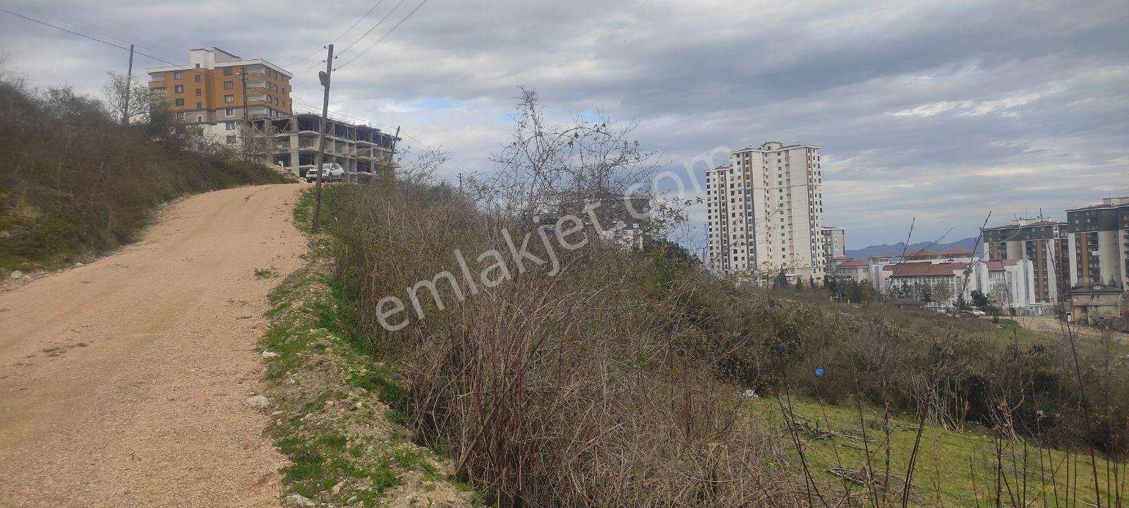 Fatsa Ayazlı'da 550 M² Yatırımlık Arsa — fotoğraf 3