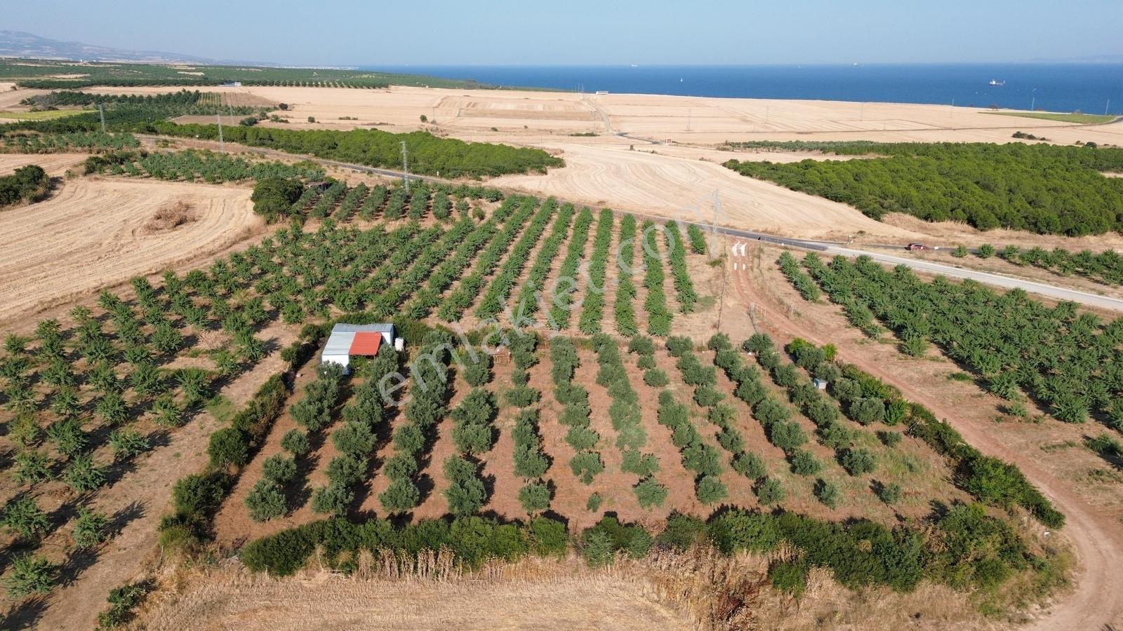 Kaya Emlak'dan Kızılcaterzi Mah.de Deniz Mnz. Satılık Zeytinlik — fotoğraf 5