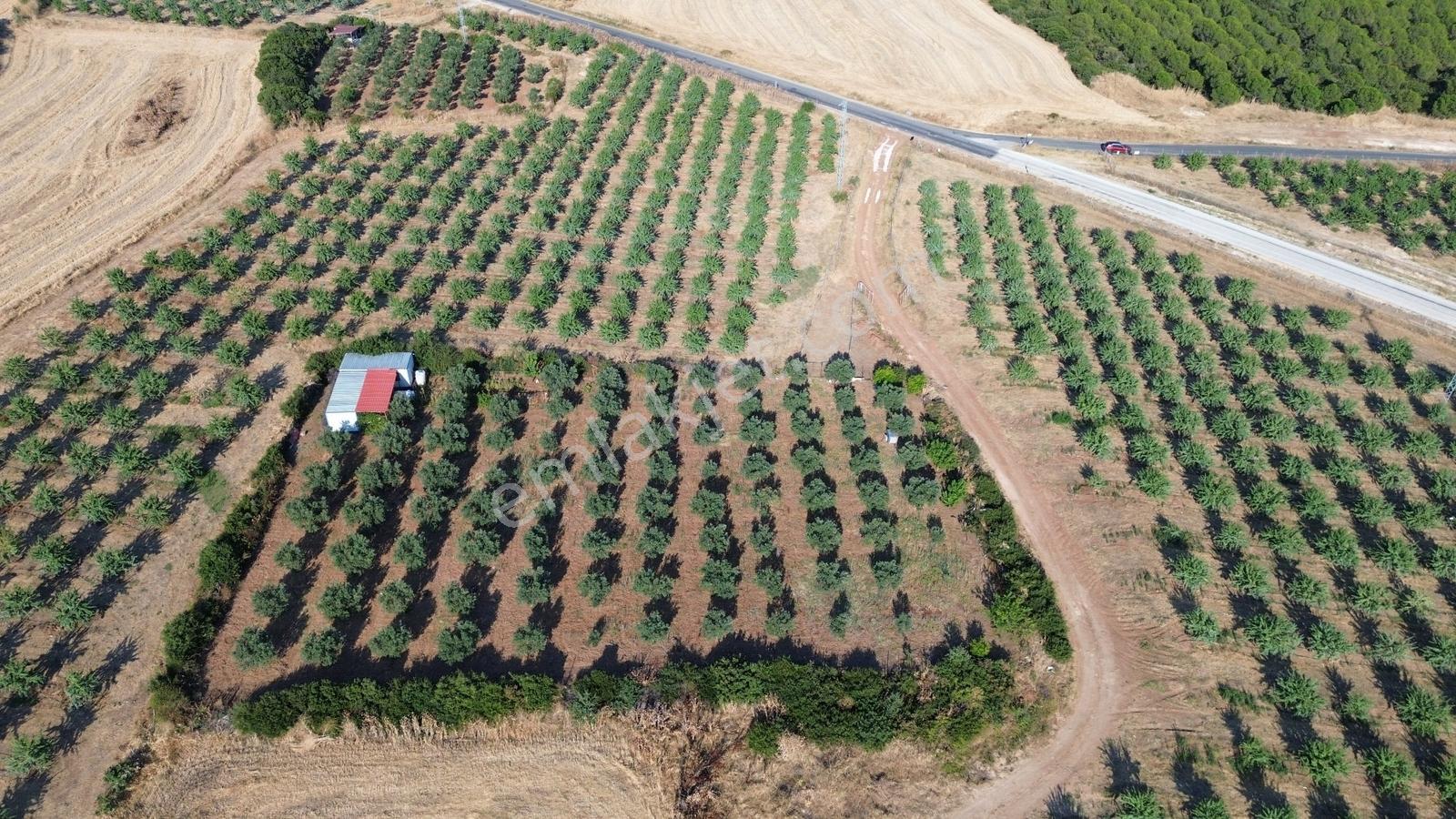 Kaya Emlak'dan Kızılcaterzi Mah.de Deniz Mnz. Satılık Zeytinlik — fotoğraf 6
