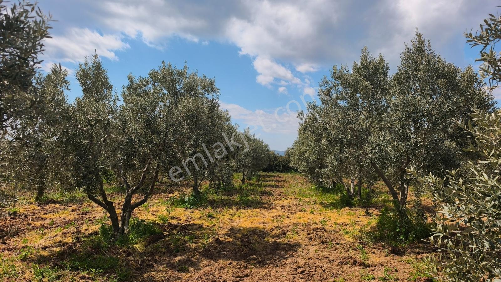 Kaya Emlak'dan Kızılcaterzi Mah.de Deniz Mnz. Satılık Zeytinlik — fotoğraf 8