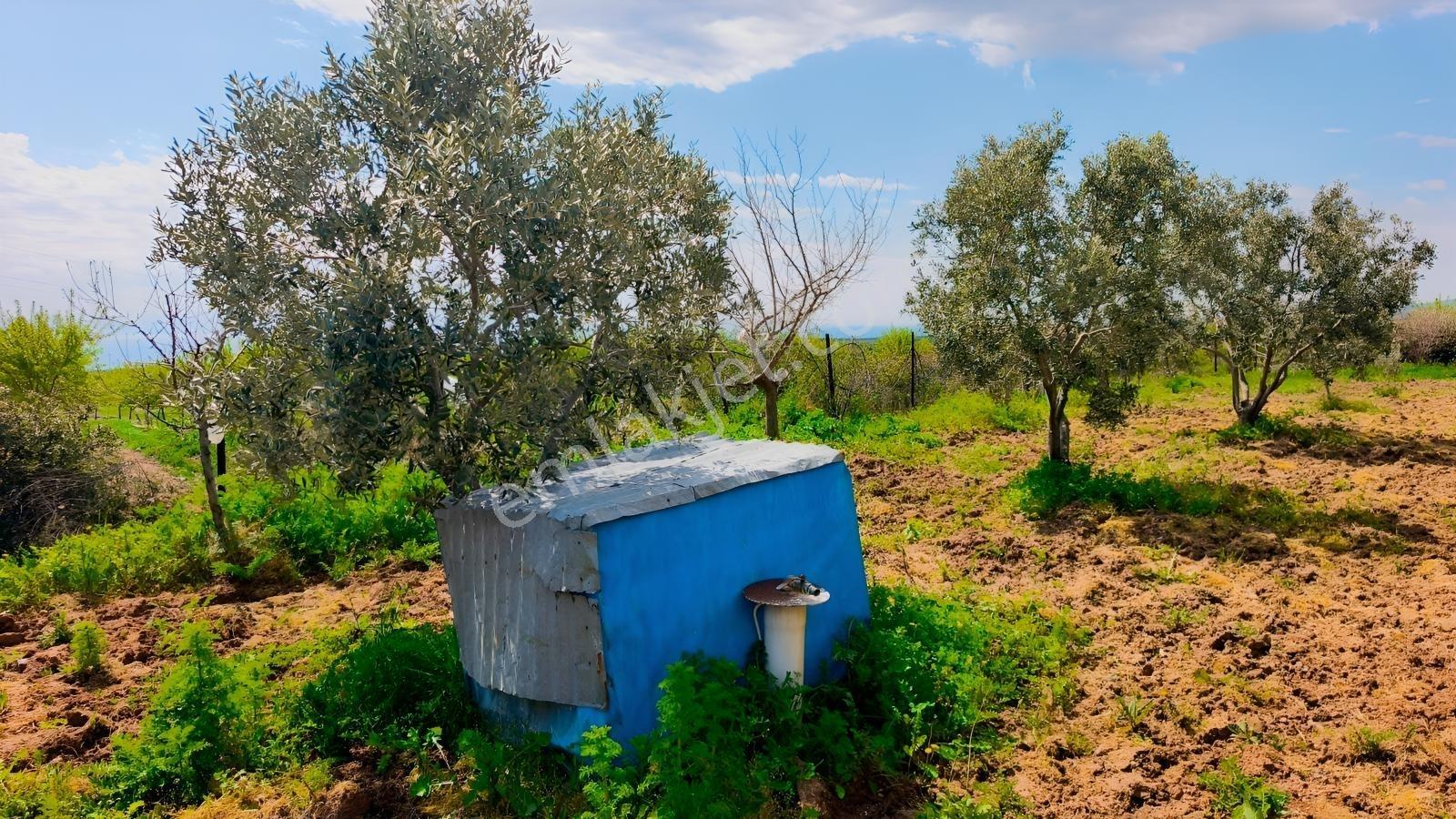Kaya Emlak'dan Kızılcaterzi Mah.de Deniz Mnz. Satılık Zeytinlik — fotoğraf 9