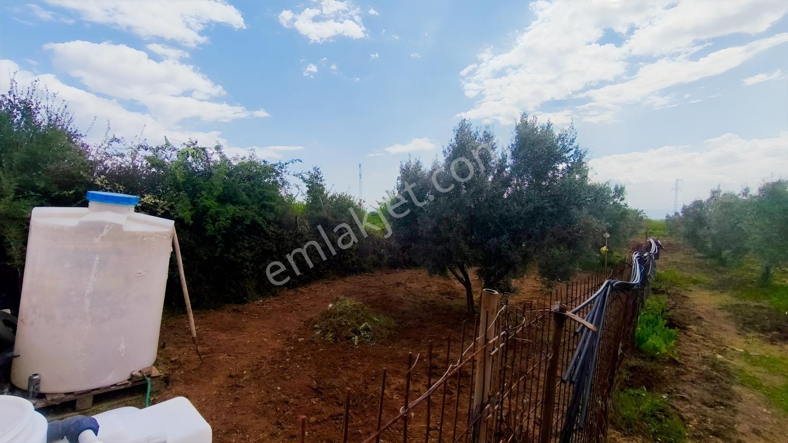 Kaya Emlak'dan Kızılcaterzi Mah.de Deniz Mnz. Satılık Zeytinlik — fotoğraf 24